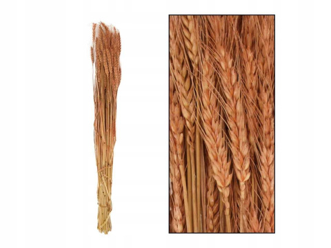 Trawa pszeniczna naturalna 100 g 60-65 cm MATOWA Trawa pszeniczna naturalna 100 g 60-65 cm MATOWA
